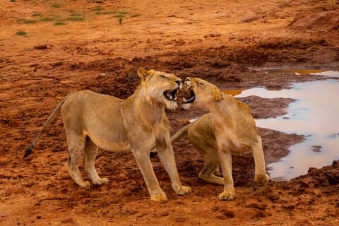 Tsavo East Day Safari fra Mombasa og Diani