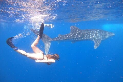 Discover South Ari Atoll - Full Day Tour from Male city