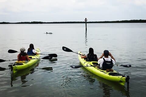 Tour in kayak per principianti di Rookery Bay