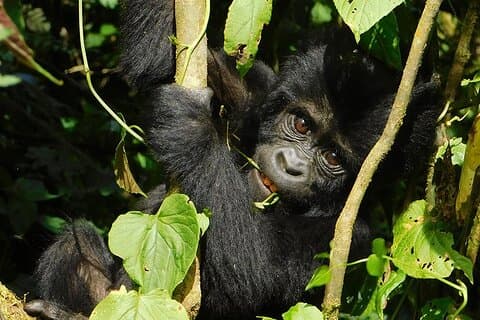 6 giorni Uganda Safari Gorilla e Big Game