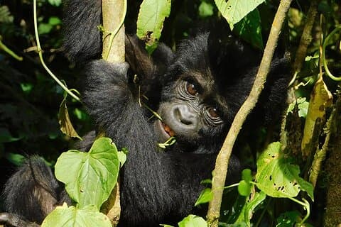 Safari de seguimiento de chimpancés y gorilas de Uganda de 7 días