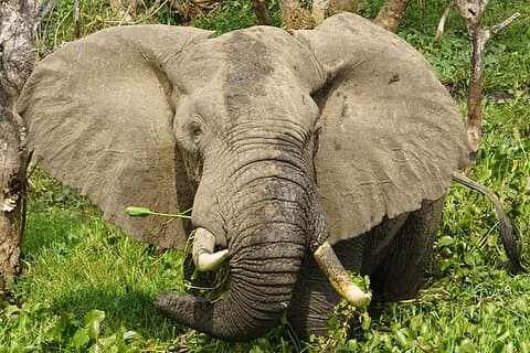 11-Day Uganda Gorillas, Chimpanzees and Big Game Safari