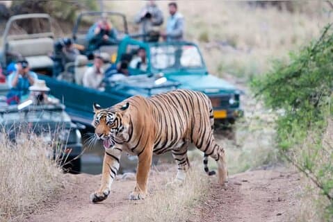 Fra Jaipur: Ranthambore Safari & Jaipur 2-dages privat tur