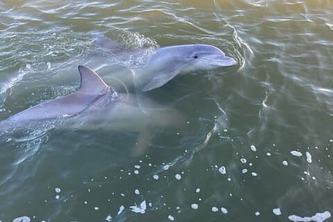 90-minütige Tour zur Delfinbeobachtung auf Hilton Head Island