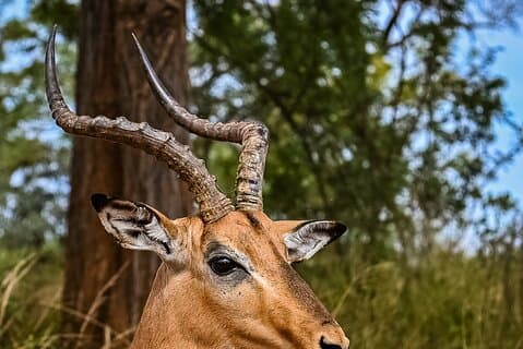 ヨハネスブルグまたはプレトリアからピラネスバーグ国立公園