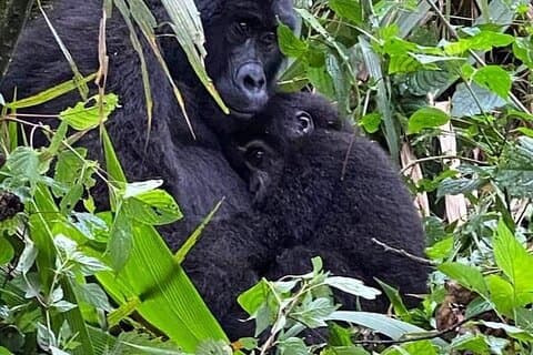3-daagse privétour Gorilla Trekking in Bwindi