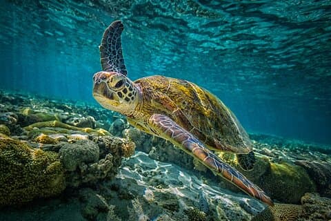 Vrijwilligerswerk voor een week Turtle Rescue