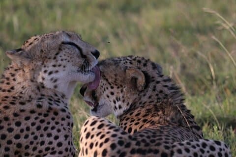 8-dagars Kenya Tanzania Privat Budget Camping Safari Tour