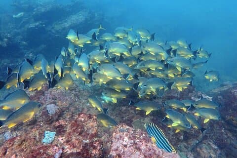 Scuba Diving in Negombo