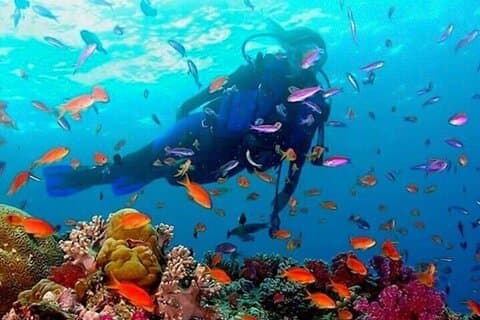 Snorkeling guidato di mezza giornata a Negombo
