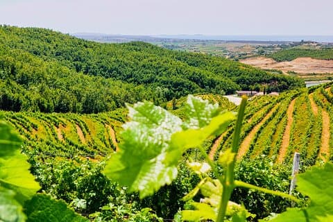 Durres Vineyards, degustação de vinhos e experiência de lago de barco