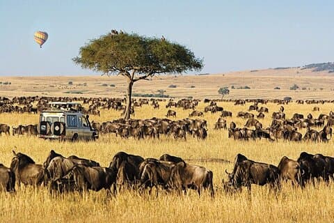 3 Tage 2 Nächte Masai Mara National Reserve Tour 4*4 Fahrzeug