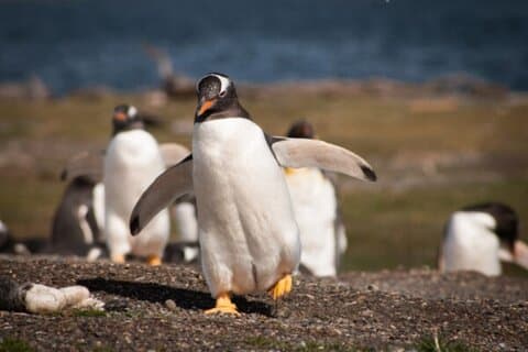Excursion d'une journée complète sur l'île Martillo avec observation de pingouins