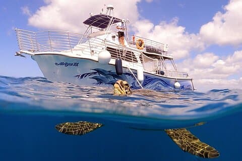 Waikiki Turtle snorkling tur med gratis trolley ride