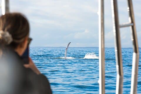 Hervey Bay: Premium Small Group Whale Watching Safari - Half Day