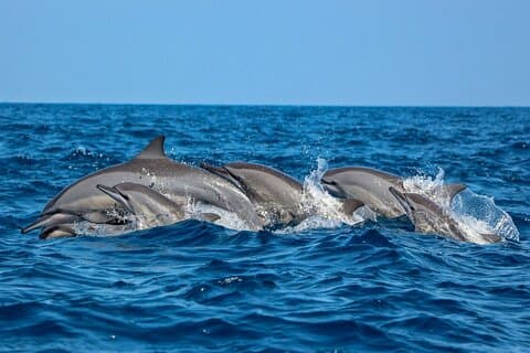 Osservazione di delfini e balene a Negombo