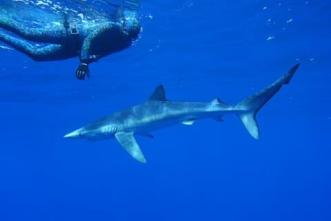 Experiencia de natación guiada con tiburones en Portugal