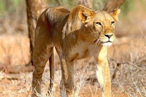 8 Tage private Safari zu den Southern Circuit Parks von Tansania
