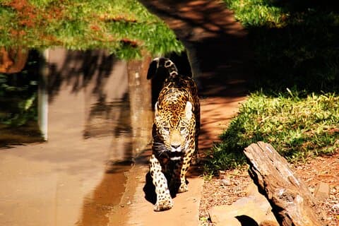 Barrage d'Itaipu avec des animaux sauvages Eco Retreat