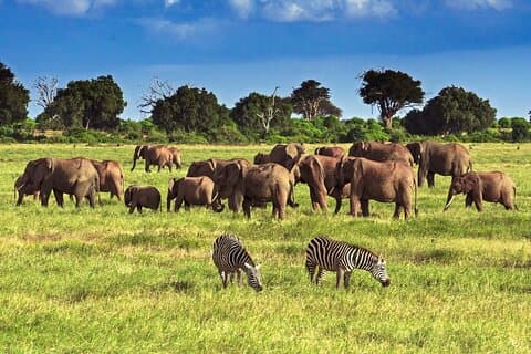 Private Tour of Tsavo East National Park from Mombasa