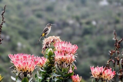 Robbeneiland, Tafelberg en Kirstenbosch vanuit Kaapstad