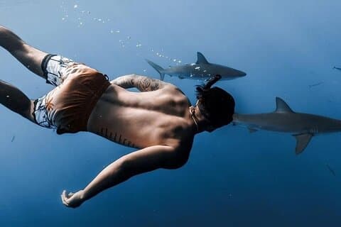 Private Shark Dive, Oahu, Hawaii (6 gjester)