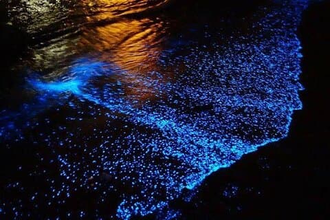 Bioluminescensupplevelse från Curú Wildlife Refuge