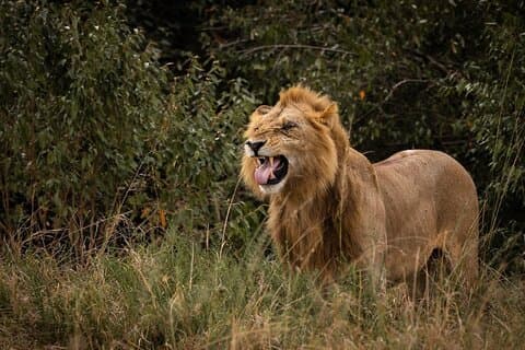 Masai Mara 3 dage 2 nætter