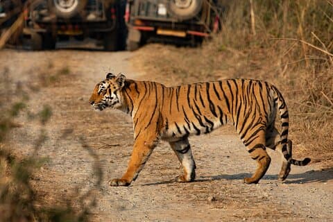 Chitwan-Nationalpark-Tour