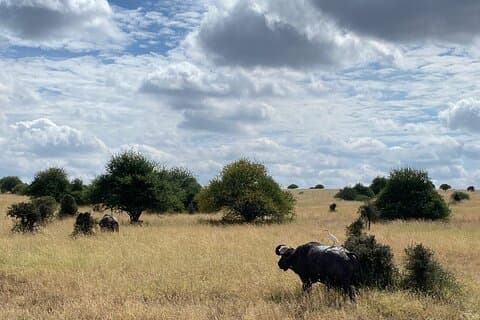 Tour di mezza giornata in Kenya