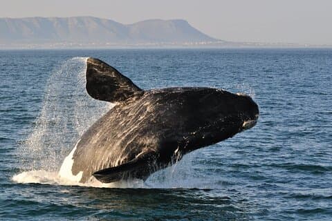 From Cape Town: Full Day Guided Hermanus and Whale Tour