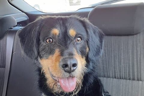 Privat hundetur i Edinburgh