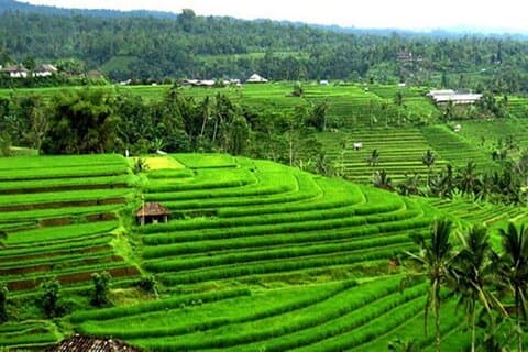 Tour privato di Tabanan di un'intera giornata a Bali