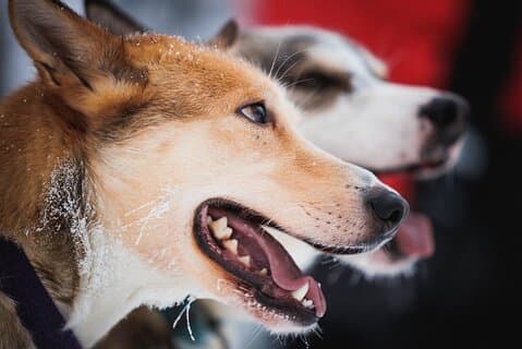 Husky- und Rentiererlebnis in Levi