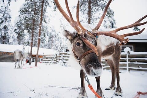 Paquete de actividades Rovaniemi 2 días