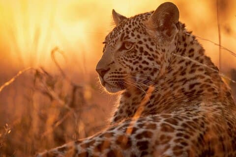 Ganztägige Safari zum Mikumi-Nationalpark ab Sansibar mit Mittagessen