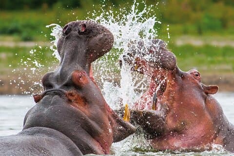 Dagssafaritur til Selous Game Reserve fra Zanzibar