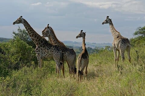Durban Shore Excursion: Privat liten grupp Tala Game Reserve