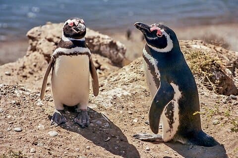 プンタ トンボ ペンギン コロニーへの 1 日ツアー