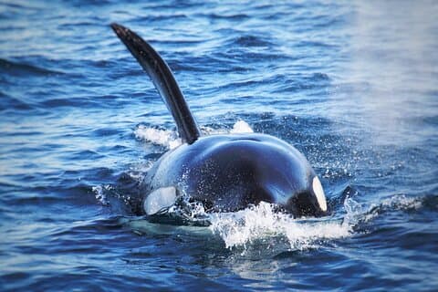 Wal- und Delfinbeobachtung in San Diego