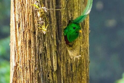 Quetzal Quest Avventura di birdwatching al Rey Tepepul Lookout