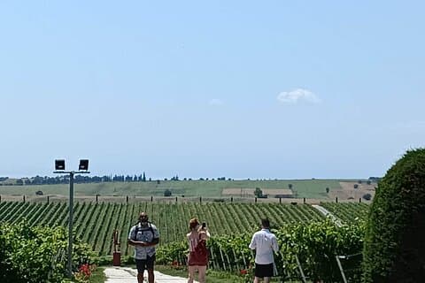 Viaje al vino de Salónica a una bodega icónica (apto para cruceros)