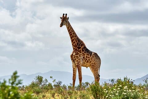 2 Days Mikumi Private Safari from Zanzibar with Accommodation