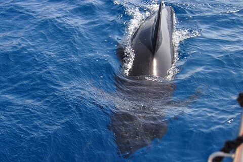 Private Sailing - dolphin Experience Estepona - drink & food - 4h
