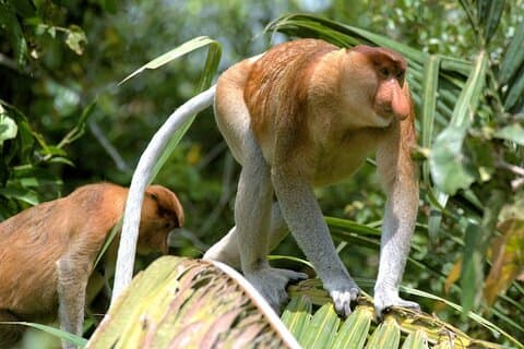 Full Day Bongawan River Cruise with Proboscis Monkey Sightseeing