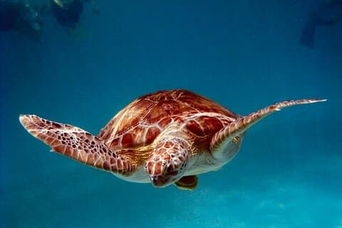 Havskildpaddereservat i Akumal med cenoter