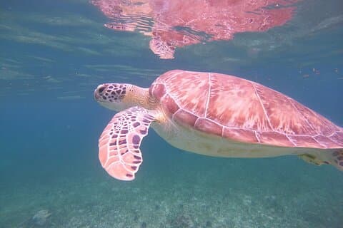Costa Maya, snorkeling on the reef with fish, looking for turtles
