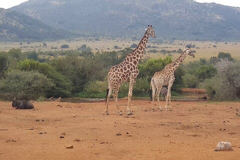 Heldags Pilanesberg Safari Tour