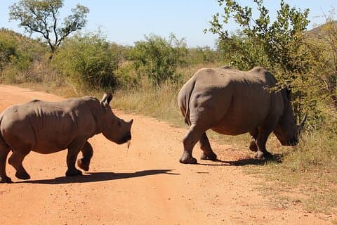 Nashorn- und Löwenpark-Safari-Tour