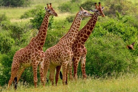 3-daagse Tsavo East Safari vanuit Mombasa, Diani, Malindi of Watamu